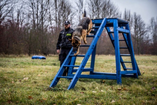 Atestacja psów służbowych