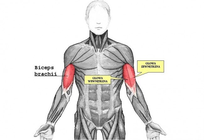 Odważniki kulowe cz. 4 - ćwiczenia na rozwój masy mięśniowej bicepsów