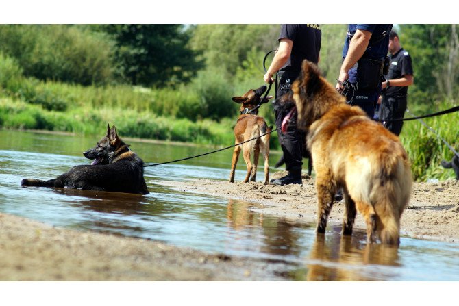 Szkolenie specjalistyczne dla psów służbowych Policji