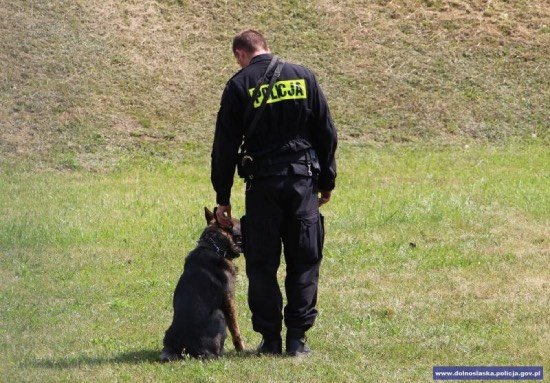 Kynologiczne zawody psów służbowych dolnośląskiej Policji - galeria