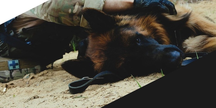 I Konferencja Warsztatowa "K9 First Aid w działaniach ratowniczych i taktycznych”
