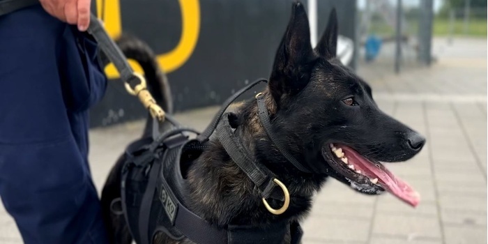 Szkolenie lubelskich zespołów K9