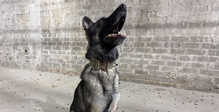 Bez metalu, bez kompromisów - test taktycznego wyposażenia K9 Canine Tactic