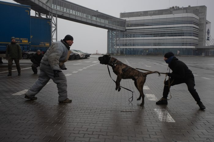 Międzynarodowe ćwiczenia Cerberus K9 w Gdyni