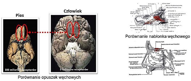 Rozmiar opuszki węchowej i pole powierzchni receptorów węchowych są znacznie większe u psów niż u ludzi.
Źródło: Kenneth Furton; Dr. L. DeGreeff „Odor Chemistry”, U.S. Naval Research Laboratory, 2020.