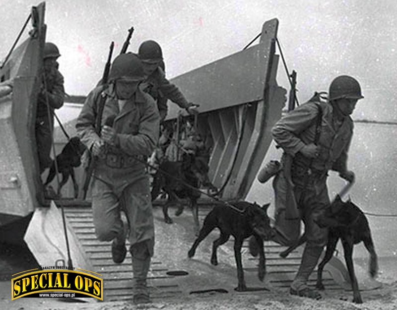 Amerykańscy marines z 7th War Dog Platoon lądują ze swymi dobermanami na wyspie Iwo Jima, 1945 r.