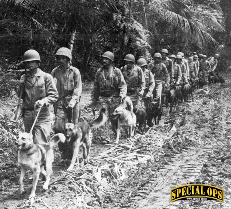US Marine Raiders ze swymi „Devil Dogs” do wykrywania japońskich snajperów i zasadzek na wyspie Bougainville, Papua Nowa Gwinea, 1943 r.
