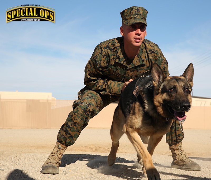 Największą grupę wśród Military Working Dogs stanowią psy stróżująco-obronne (tu z USMC), ale w ostatnich latach coraz szerzej wykorzystywane są, przede wszystkim przez siły specjalne, psy bojowe zaliczane do kategorii MPC - łączące funkcje psa tropiąco-.