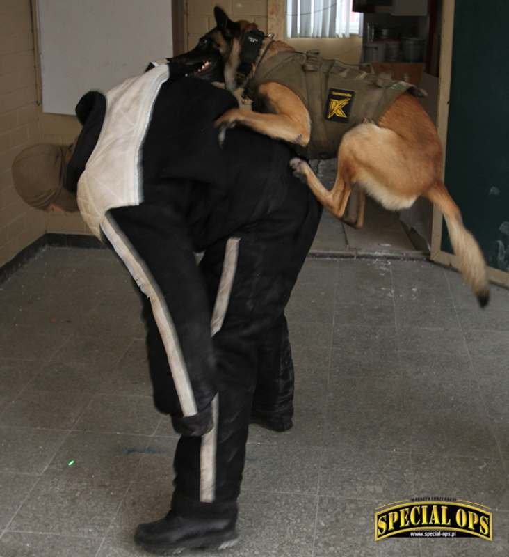 K-Komando podczas ćwiczeń z wykorzystaniem psów bojowych.