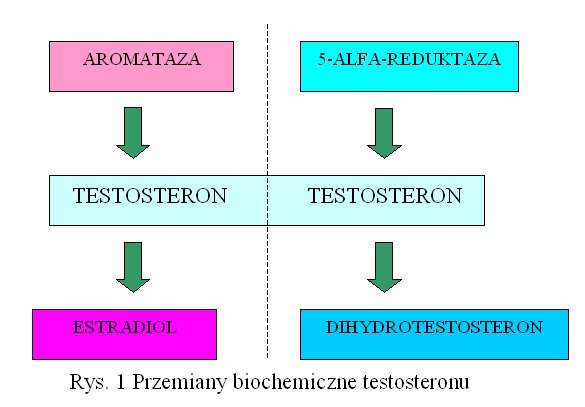 Rys. 1 Przemiany biochemiczne testosteronu.