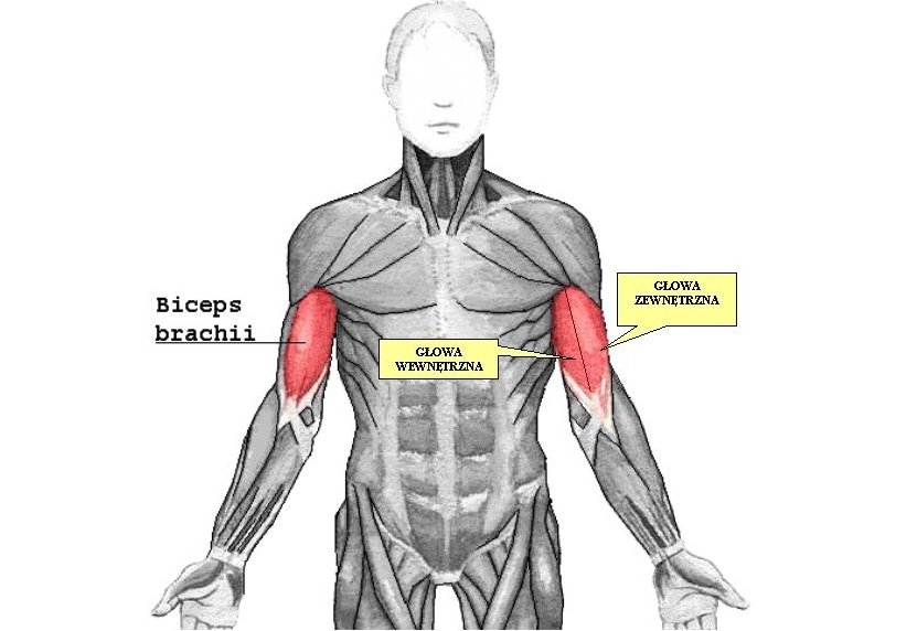 Rys.1 Głowy mięśnia dwugłowego ramienia (opracowano na podstawie [2])