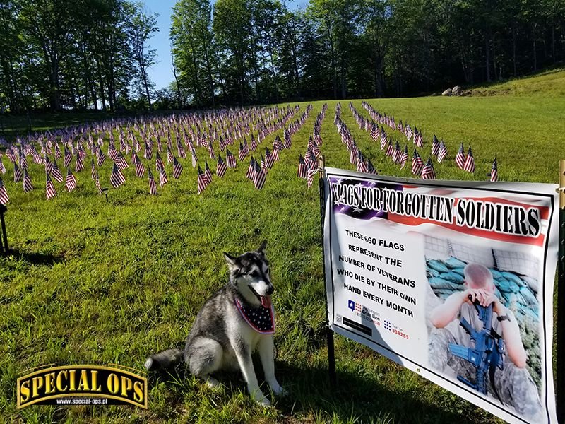 Pies asystujący Skeeter pozuje na wystawie pamięci „Flags For Forgotten Soldiers” w DV Farm w Gilsum, New Hampshire. 660 flag reprezentuje szacowaną miesięczną średnią samobójstw weteranów i osób aktywnych zawodowo w USA.