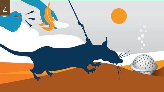 Trening na tacach glebowych. Szczury uczą się pracy na tak zwanych tacach glebowych, umieszczonych na zewnątrz w różnych warunkach środowiskowych. Ubrane w szelki szukają nośników zapachowych ukrytych w ziemi.