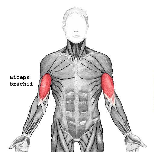 Główny mięsień pomocniczy pracujący w trakcie podciągania na drążku [2] – mięsień dwugłowy ramienia (biceps)