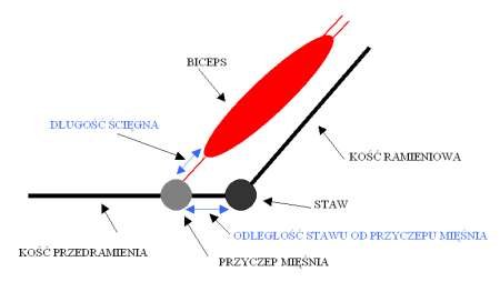 Zasada działania dźwigni na przykładzie mięśnia dwugłowego ramienia (biceps) (źródło: opracowanie własne)