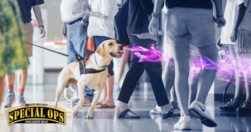 Wyszkolony pies podąża za stożkiem zapachowym pozostawionym przez osobę przenoszącą ładunek wybuchowy. Pies jest w stanie podjąć pozostawiony zapach nawet do 10 minut po przejściu podejrzanego. Zdjęcie: archiwum Joanny Gill [2]