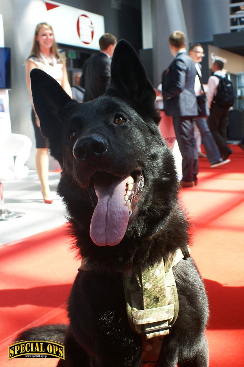 MSPO 2016 (XXIV Międzynarodowy Salon Przemysłu Obronnego) w Kielcach (6-9.09.2016).