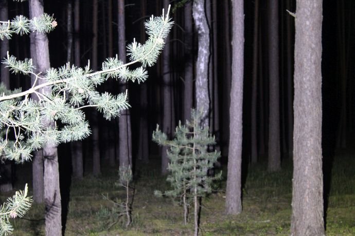 Latarka Night Hunter - światło rozproszone w lesie