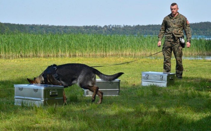 konkurencja węchowa na zawodach