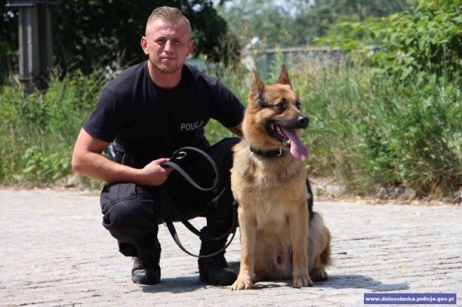 policjant i owczarek niemiecki