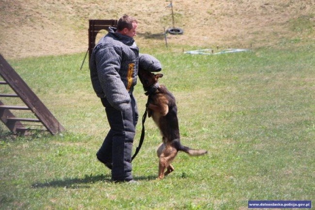 policjant w kombinezonie z psem