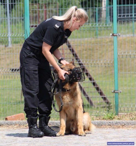policjantka z psem