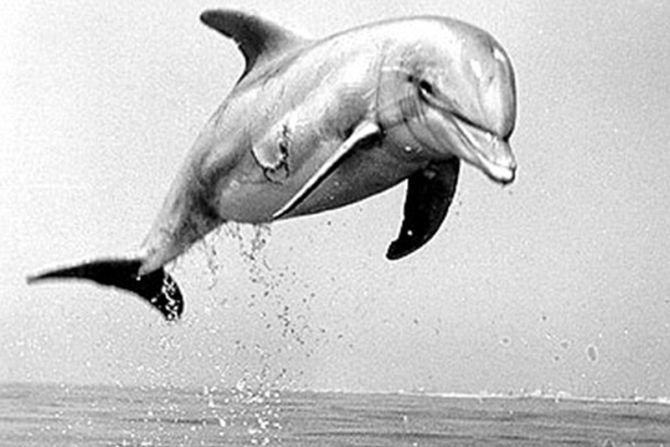 Marine Mammals in Special Ops