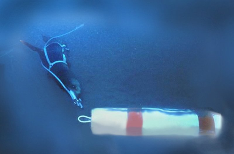 Trening foki bojowej