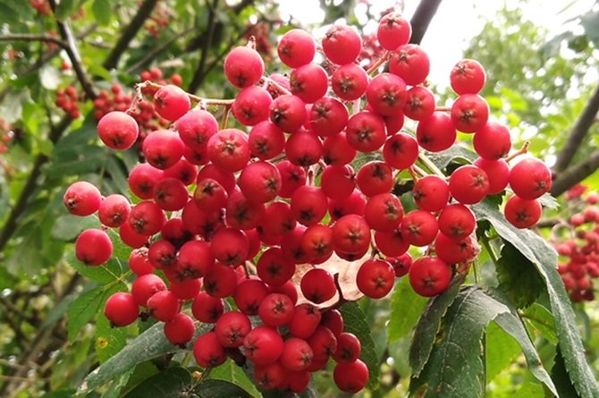 Owoce czerwonej jarzębiny wywołujące zatrucie
