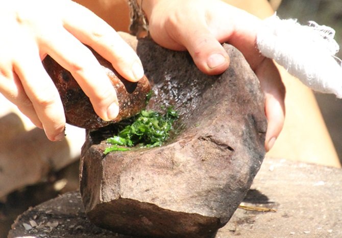 Leczenie zatruć zebranymi w lesie ziołami
