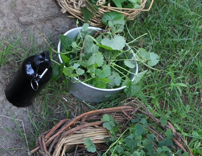 Zioła, które zostaną wykorzystane do leczenia zatrucia