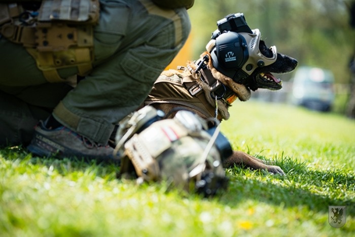 k9 kt 03