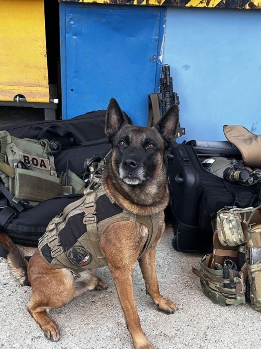 k9 kt 07