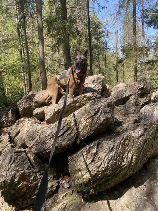 k9 kt 10