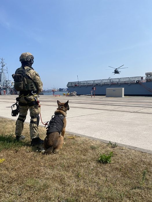 k9 kt 12