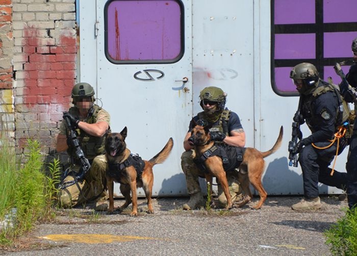 zespół sresu pourazowego u psa