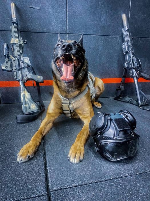 k9 wywiad 05