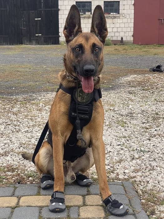 k9 wywiad 02