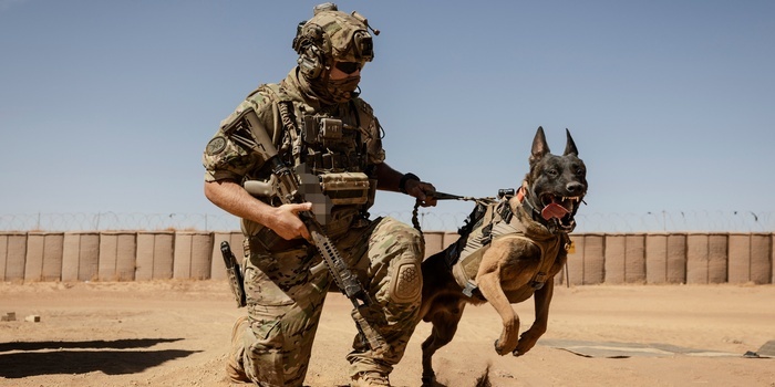 Zesp&oacute;ł K9 szwedzkiego SOG w Mali. Foto. F&ouml;rsvarsmakten