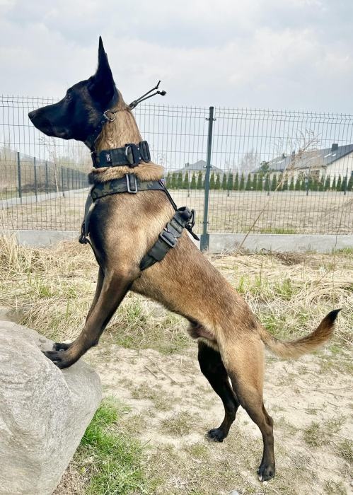 canine tactic akcesoria dla psow 07