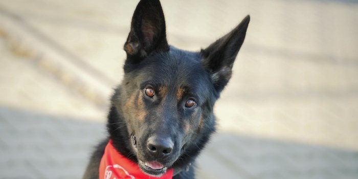 Foto. KPP Piła / Policja