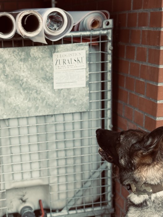 pies sprawdza załadunek