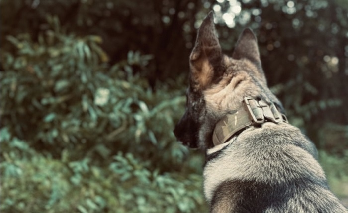 pies w obroży na tle zieleni