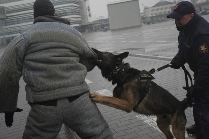 pies atakuje agresora podczas ćwiczeń
